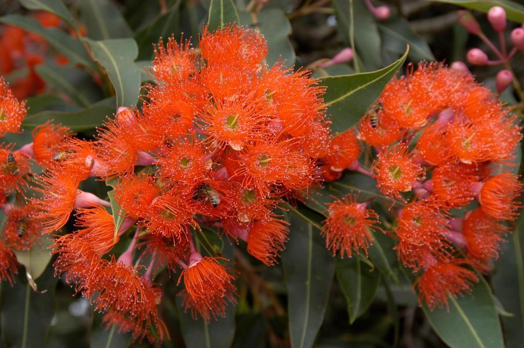 Ficifolia Lodge Parndana Eksteriør bilde