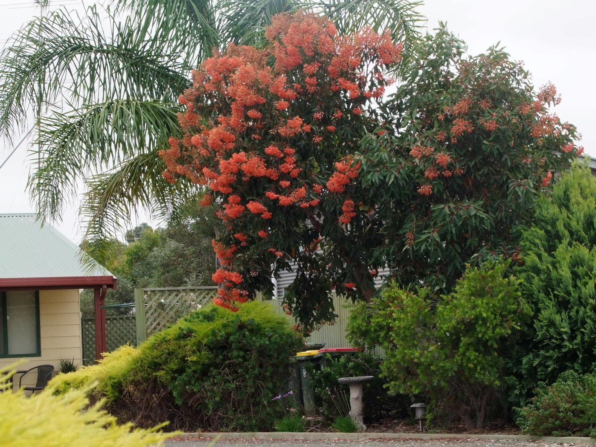 Ficifolia Lodge Parndana Eksteriør bilde